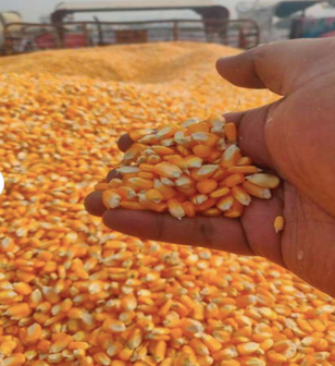 Animal feed Maize Grain Yellow Corn Feed Corn Maize at Low Cost Wholesale Europe.Non GMO Yellow and white Corn Maize. from Almaa SCS Animal feed Maize Grain Yellow Corn Feed Corn Maize at Low Cost Wholesale Europe.Non GMO Yellow and white Corn Maize. - Almaa SCS - Belgium