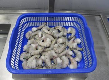 vANNAMEI SHRIMP - amigoseafood co - India