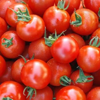Premium Sweet Cherry Tomatoes - Perfect for Salads and Dishes - Yantai Lvye Tianyuan Seed Industry Co., Ltd - China