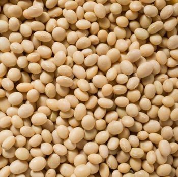 Wholesale Export Non-GMO Fresh Yellow Soybean Seeds / Soya Bean / Soy Beans Low Price Soja Meal High Quality Fresh Soya Beans - Carla Pisselli Commercio - Brazil