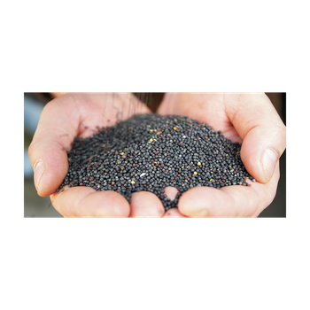 Canola seeds available for sale in bulk for oil extraction and animal feed industries  High quality canola seeds offered at wholesale price - MASI TRADING GMBH - Germany