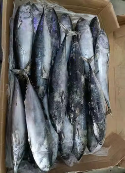 Tuna Frozen Weight (kg) - PT INANIA KARYA BERSAMA - Indonesia