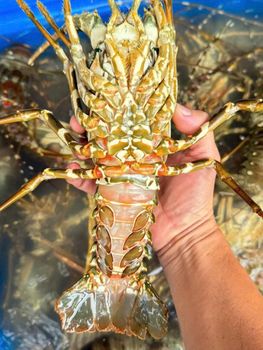 Fresh Live Lobsters High Quality Seafood Category Featuring Healthy Live Condition Excellent Texture And Buyer - TOSOH INTERNATIONAL - South Africa
