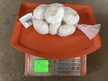 garlic - laiwutaifeng foods - China