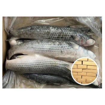 Frozen Seafood Frozen Grey Mullet 1-2kg Fish Grey Mullet Style Whole Processing BQF Trademark HEALSEA Specification - HAIZHISHI FOOD TRADING CO., LTD. SHISHI CITY - China