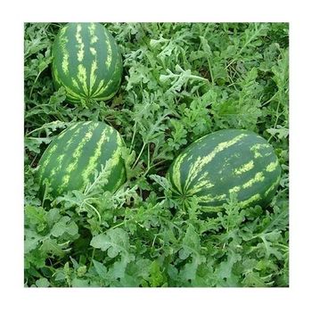 Best Selling And The Freshest Seedless Watermelon Organic Pure Natural Sweet Delicious Watermelon From Egypt For Sale -  CALIPSO POLSKA SP Z OO  - Poland