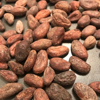 Wholesale New Beans Price Pure Quality Natural Organic Bulk Dry Cocoa Beans for Sale/ Chocolate / Beans/ Powder - KOFONS BUSINESS SOLUTIONS PTY LTD - South Africa