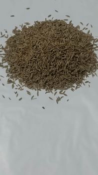Cumin Seed Whole - SWASTIK ENTERPRISES - India