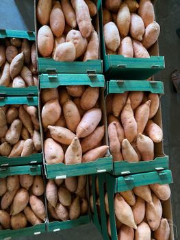 Sweet Potatoes (Beauregard Class 1 (L1 / L2 /  XL) 150g – 600g+ - avialink export - Egypt
