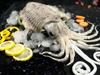 Frozen Cuttlefish (Whole/Gutted, sliced and skinless) - Seafood - Hup Sun Marine Products - Malaysia
