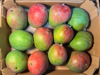 Fresh Kent Mangos Export Quality Sweet And Juicy Tropical Fruit For Retail And Wholesale Supply - TRADECENTRIC LLC - United States
