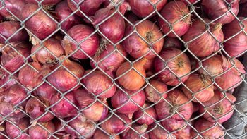 Onion - SRG Exports - India