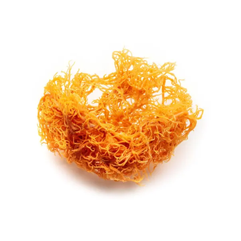 Premium Organic Sea Moss - Rich in Vitamins and Minerals for Health Benefits -  CALIPSO POLSKA SP Z OO  - Poland