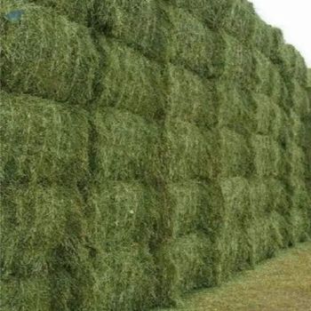 Alfalfa Hay from Balingi Trading Company (PTY) Ltd Alfalfa Hay - Balingi Trading Company (PTY) Ltd - South Africa