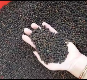 Premium Black Pepper (Whole & Ground) - TRADE NEPAL LLC - United States