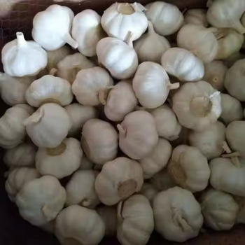 whole sale White Garlic/Garlic/Indian Garlic 2024