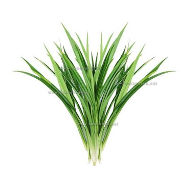 Frozen Pandan Leaves - CASSAVA DRAGON COMPANY CO., LTD - Global