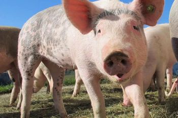 Pork meat for sale - INSTALCO SP ZO O TRADINGS - Poland