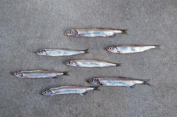 Capelin - Mallotus Villosus - Global Fish AS - Norway