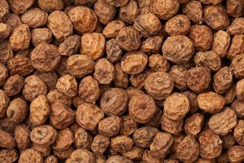 Tiger Nuts Ph Level Alkaline Texture Smooth And Crisp Gluten Status Gluten-free Flavor Naturally Sweet, Nutty Certifications Certified - Casa Xateu - Spain