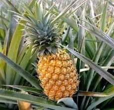 Premium Pineapples (Smooth Cayenne) - FGE Fruit Global Export - Vietnam
