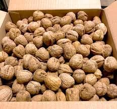 Jumbo Walnuts - in The Shell Natural  - Eco Farma Polska sp. z o.o. - Poland
