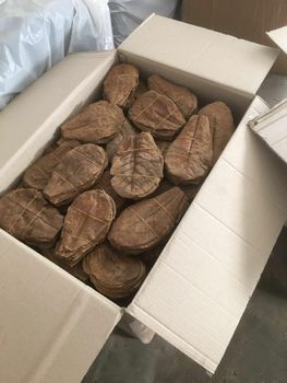 Dried Catappa leaves (Indian Almond) Grade A Packaging Plastic Packing Customized Form Flat, Dry, Clean Drying Process Dry sun - Megatrading Agri Corpora - Indonesia