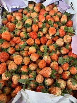 Strawberry IQF or Fresh Grade A Place of Origin Indonesia Packaging 1 kg or by - PT. Adhya Dwi Jaya - Indonesia