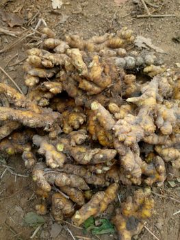 Gingembre - Fresh ginger, best quality - Bags 50kg from Africa New Deal (AND) Gingembre - Fresh ginger, best quality - Bags 50kg – product photo, Ginger products found from trusted suppliers, wholesalers, manufacturers & exporters Listing