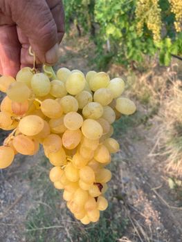 Turkey - Fresh Grape - Yellow Color Color Yellow Packaging Pack Brand Name Individual Place of Origin - Individual - Turkey