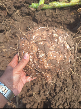 Elephant Foot Yam / Suran Shelf Life 30 to 40 days Texture Unique Flavor And Texture Freshness Ensured With Every Bite Place of Origin Andhrapradesh, India - SLS International PVT LTD - India