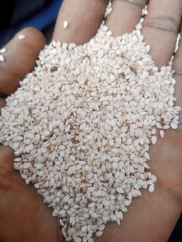 Sesame seed Weight (kg) 50 Quality Grade A Fat Content 46%, 61.7% Place of Origin Nigeria Carbohydrate Content 25% Mineral Content Fe And Ca - Goddey agric global investment Ltd  - Nigeria