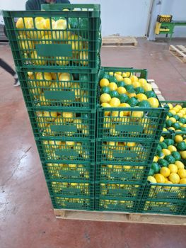 Pure Natural, Handpicked Fresh Organic Mandarin, Premium Vitamin C Fruit Choice. - KUSGOZ  YAS SEBZE MEYVE  ITH IHR. LTD STI - Turkey