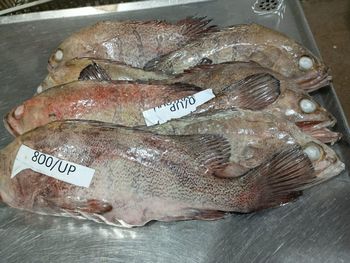 GROUPER Form Frozen Packing 20kg Packaging 20 Kg Price Usd 1.75/kg, Usd 2.30/kg Size 400/1000 - 1000/up, 400/up - Sneha Agro Products - Bangladesh