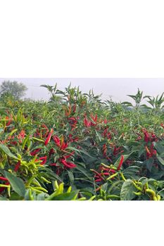Red dried chillies Place of Origin PAKISTAN Grade Fully graded quality Packaging Details Depends on buyers - Garden to global exports pvt ltd  - Pakistan