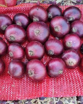 Red onion - Garden to global exports pvt ltd  - Pakistan