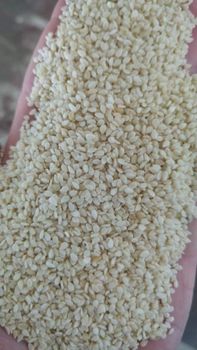 Sesame Seed - Garden to global exports pvt ltd  – product photo, Sesame Seed Cookies products found from trusted suppliers, wholesalers, manufacturers & exporters Listing