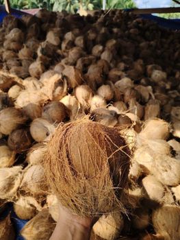 Semi husked coconut – product photo, Fresh Semi-Husked Coconut products found from trusted suppliers, wholesalers, manufacturers & exporters Listing