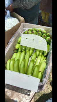 Fresh Bananas from SHANIKHA INTERNATIONAL TRADERS PRIVATE LIMITED Fresh Bananas - SHANIKHA INTERNATIONAL TRADERS PRIVATE LIMITED - India
