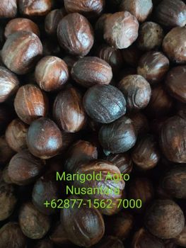 Whole Nutmeg with Shell Form Whole With Shell Quality Export Quality - Marigold agro nusantara - Indonesia