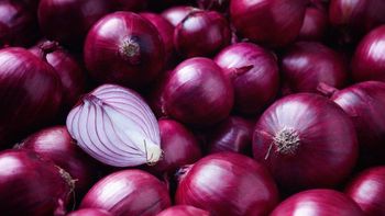 Fresh Red Onions Size 50mm to 80mm diameter Shelf Life 3 to 4 months under cool, dry conditions Packaging 25kg or custom mesh bags available upon - VGE Vegetables Global Export - Vietnam