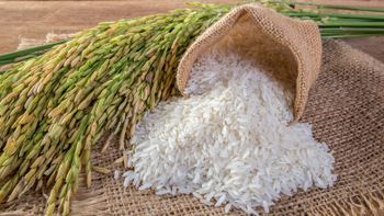 IRRI 6 (White and Parboiled) – product photo, Parboiled Broken Rice products found from trusted suppliers, wholesalers, manufacturers & exporters Listing