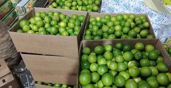 Fresh Lemon Size 30mm+ Shipping Modes Air & Sea Net Weight 6.5kg - 7.2 Kgs Storage Temperature 7 To 8 Degree C Packaging Material Corrugated Fiber - SHIVRAY INTERNATIONAL IMPORT AND EXPORT COMPANY - India