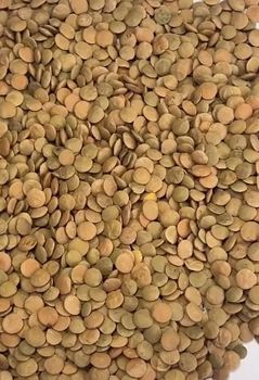 lentils - World Import Export Trade LLC - Uzbekistan