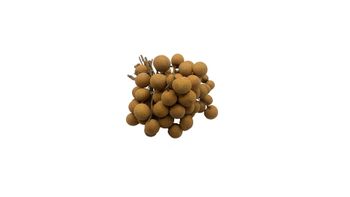 Premium Quality Imported Grade Longan Fruit Temperature measuring Quality Selecting Fresh Longan for Consuming from Thailand - Ktpartner co.,ltd. - Thailand