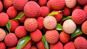 330ml Interfresh Lychee Fruit Juice from INTERFRESH FOOD AND BEVERAGE COMPANY LIMITED 330ml Interfresh Lychee Fruit Juice - INTERFRESH FOOD AND BEVERAGE COMPANY LIMITED - Vietnam