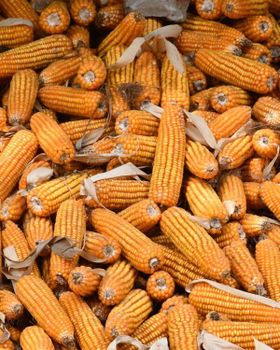 Premium Yellow Maize / Corn (Grade A) | Non-GMO & Aflatoxin $<10\text{ ppb}$ | Direct Farm Bulk - Farmers Cooperative Limited - Tanzania