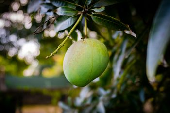 Mangoes - Ganesh Sawmill  - India