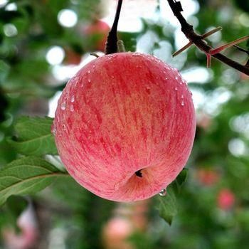 Fuji apples - Weihai Yueting Trading Co., Ltd - China