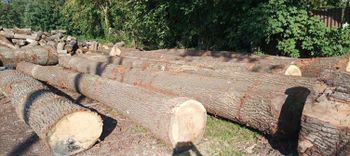 White Oak Logs - QHD International Trading - Vietnam